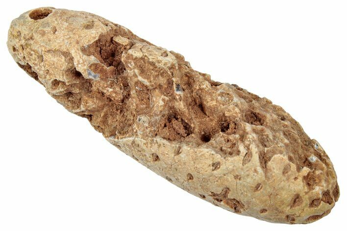 Fossil Cycadophyte Seed Cone - Boujdour, Morocco #346692